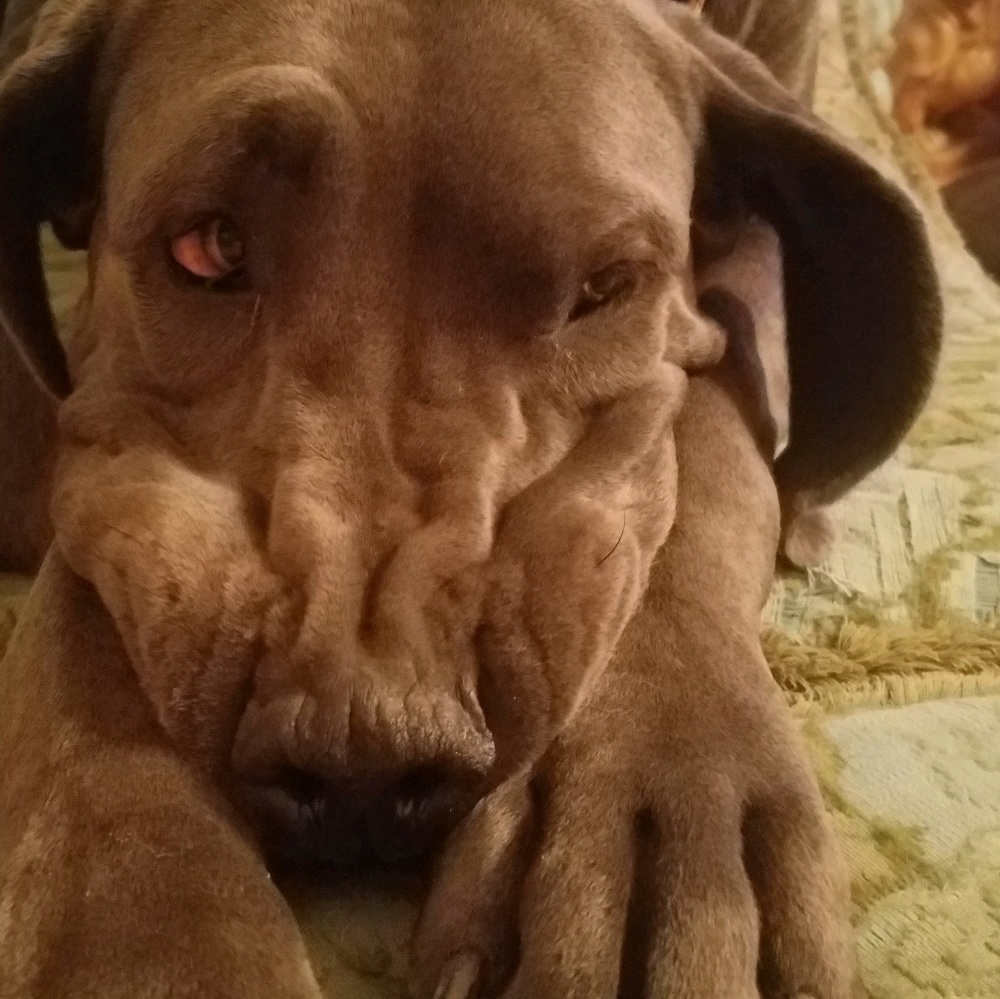 Meet your Posher, Rachel